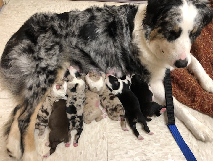 Puppy & Kitten Care
